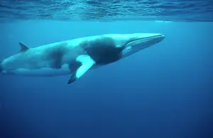Minke: MINKE / LITTLE PIKED WHALE - Dwarf Minke subspecies