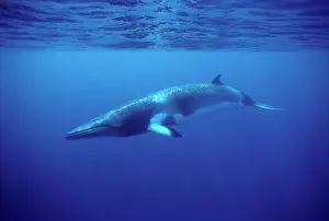 Minke: MINKE / LITTLE PIKED WHALE - Dwarf Minke subspecies