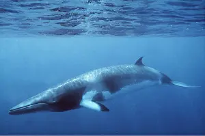 Francois Gohier: MINKE / LITTLE PIKED WHALE - Dwarf Minke subspecies