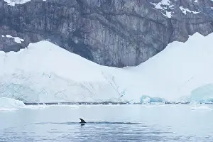 Minke: Minke Whale