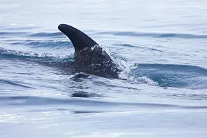 Minke: Minke Whale