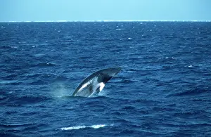 Minke: Minke WHALE - breaching
