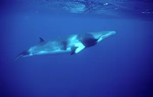 Minke: Minke whale: Dwarf Minke subspecies