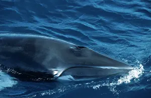 Minke: Minke whale: Dwarf Minke subspecies