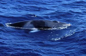 Minke: Minke whale - Dwarf Minke subspecies