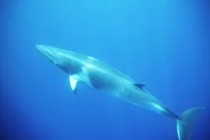 Minke: Minke whale: Dwarf Minke subspecies