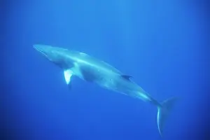Minke: Minke whale: Dwarf Minke subspecies