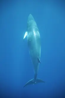 Minke: Minke whale: Dwarf Minke subspecies
