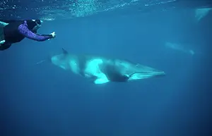 Bring: Minke WHALE - 'Dwarf MinkeI Subpecies, bring photographed