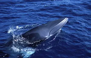 Minke: Minke WHALE - 'Dwarf MinkeI Subpecies, on surface of sea