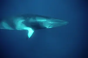 Minke: Minke WHALE - 'Dwarf MinkeI Subpecies, underwater