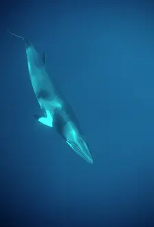 Minke: Minke WHALE - 'Dwarf MinkeI Subpecies, underwater