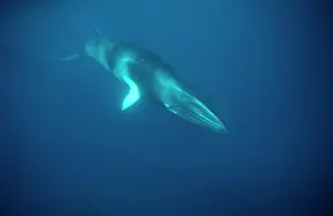 Minke: Minke WHALE - underwater