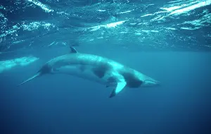 Minke: Minke WHALE - underwater