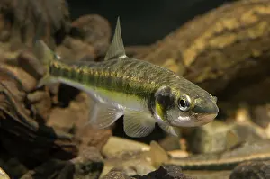 Ffwet: Minnow