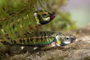 Photographed: Minnow - Two adults in breeding condition photographed