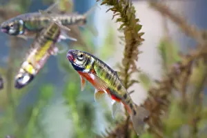 Photographed: Minnow - adults in full breeding condition photographed