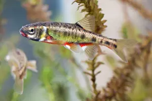 Photographed: Minnow - adults in full breeding condition photographed