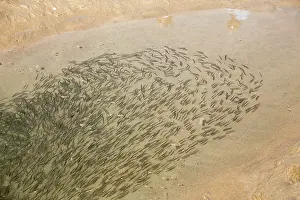 Minnows: Minnow Fish trapped in pool at low tide