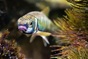Photographed: Minnow - Single adult in breeding condition photographed