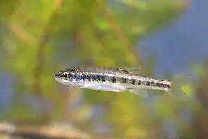 Photographed: Minnow - Single juvenile photographed underwater
