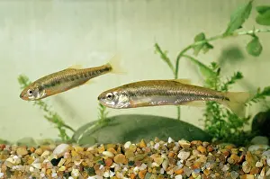 Minnows: MINNOWS