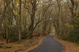 Bois: Minor road through ancient beech and oak wood pasture