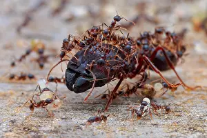 Vespoidea: Minor worker ants protecting the major worker ant