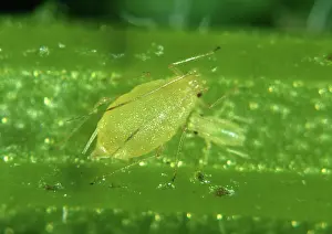 Horticulture: Mint aphid