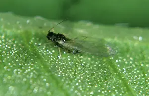Horticulture: Mint aphid alate