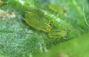 Micrograph: Mint aphids
