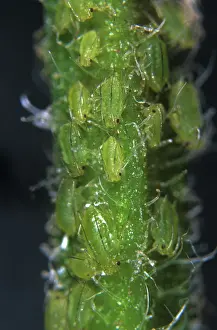 Micrograph: Mint aphids