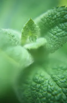 Mentha: Mint