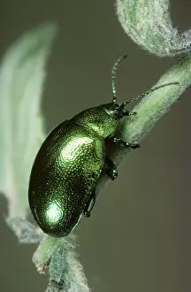 Lamiaceae: Mint Beetle (Chrysolina menthastri)
