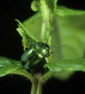 Mentha: Mint beetle on mint