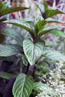 Mentha: Mint