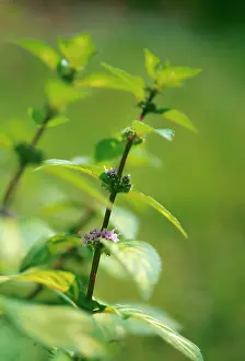 Gracilis: Mint