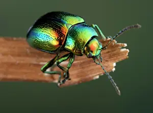 Chrysolina: Mint Leaf Beetle