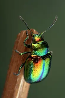 Chrysolina: Mint Leaf Beetle