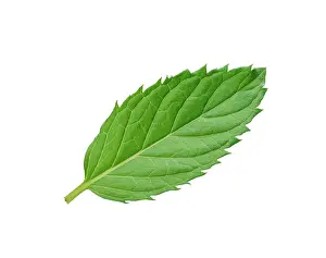 Mentha: Mint