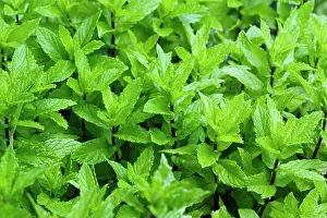 Mentha: Mint
