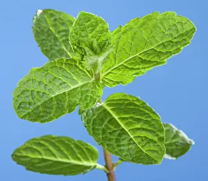 Mentha: Mint