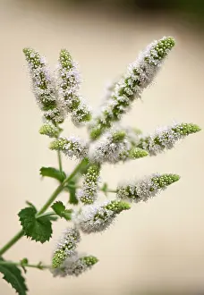 Suaveolens: Mint