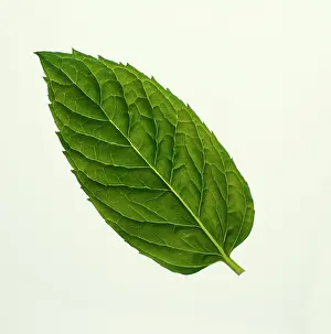 Mentha: Mint, Peppermint