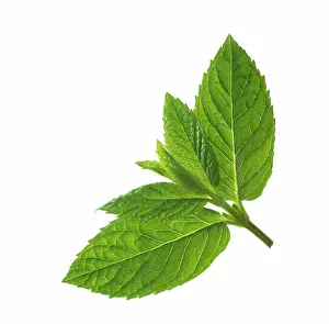 Mentha: Mint, Peppermint