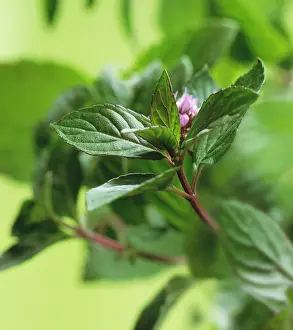 Mentha: Mint, Peppermint