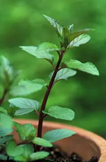 Mentha: Mint, Peppermint