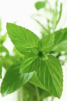 Mentha: Mint, Peppermint