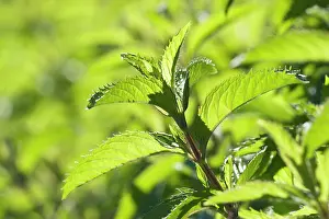 Mentha: Mint, Peppermint