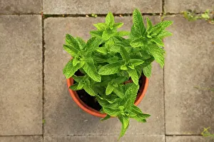 Mentha: Mint peppermint